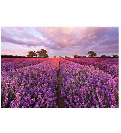 Lavendel