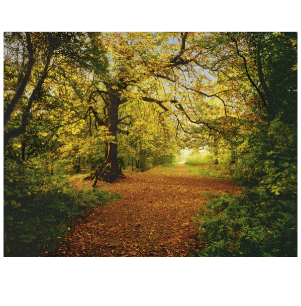 Autumn Forest